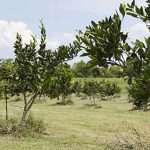 Citrus grove in Plaquemines Parish