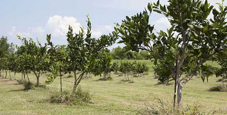 Citrus grove in Plaquemines Parish